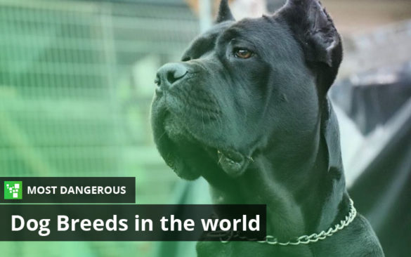 Most Dangerous Dog Breeds