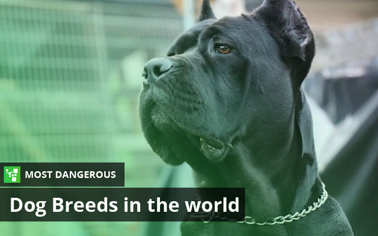 top 25 most dangerous dogs
