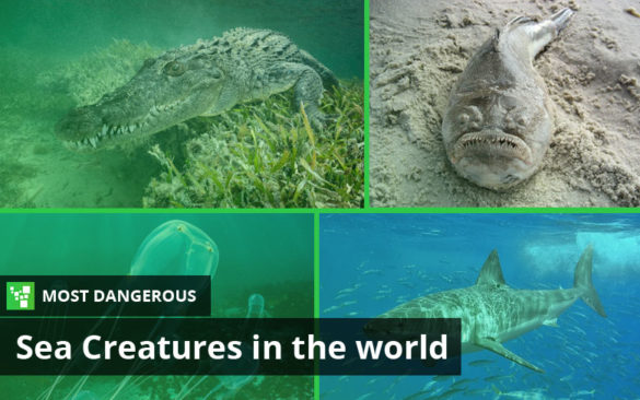 Most Dangerous Sea Creatures