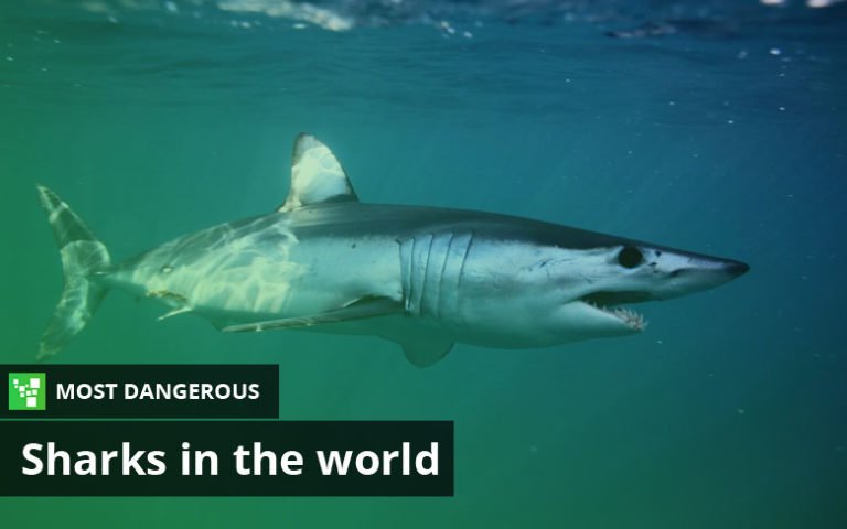 Top 10 Most Dangerous Sharks in the World