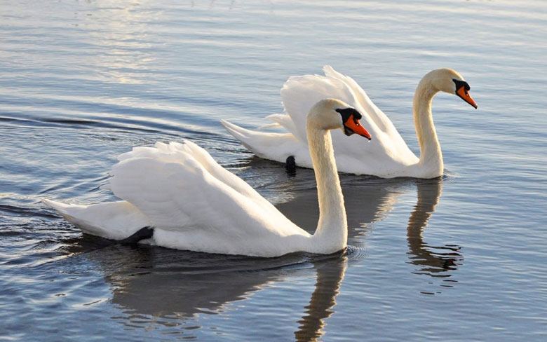 Mute Swan