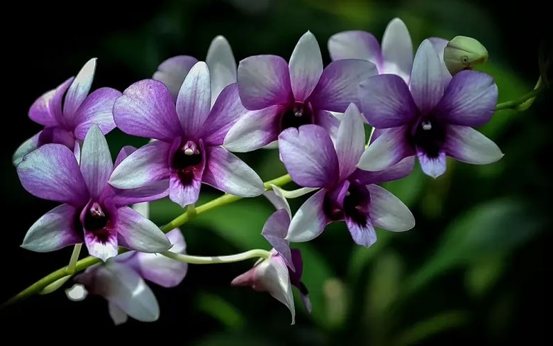 Orchid