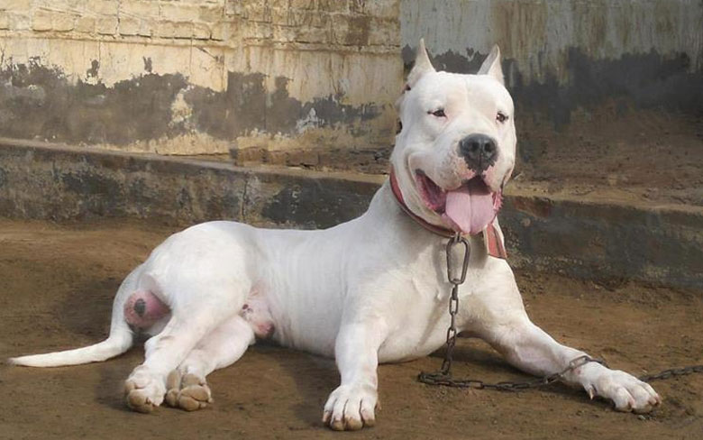 Pakistani Bull Dog