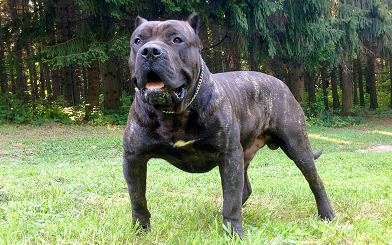 Perro de Presa Canario