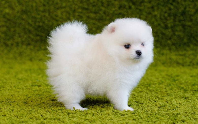 Pomeranian