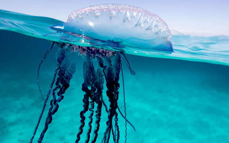 Portuguese Man-of-War