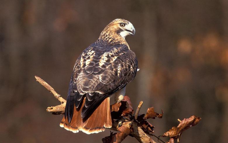 Red-tailed Hawk