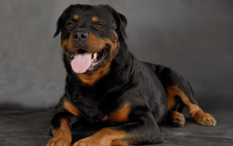 Rottweiler