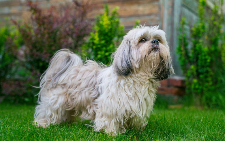 Shih Tzu