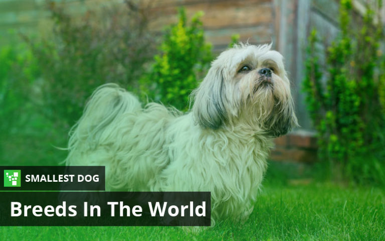 Top 10 Smallest Dog Breeds In The World