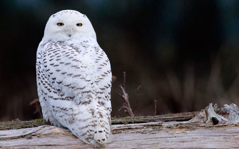 Snowy Owl