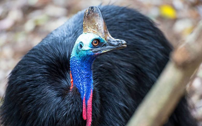 Southern Cassowary