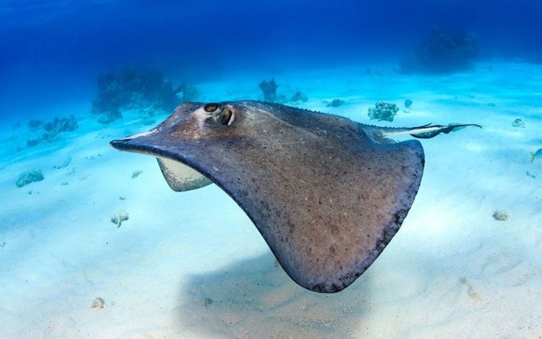 Stingray