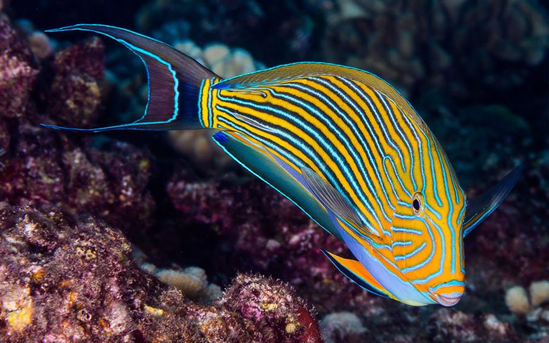 Striped Surgeonfish