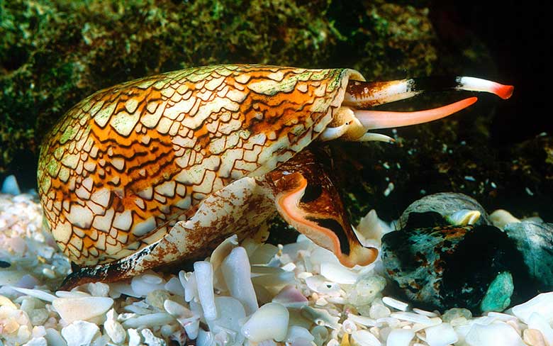 Textile Cone Snail