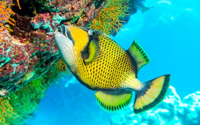 Titan Triggerfish