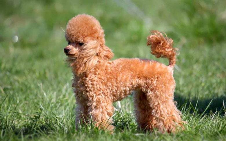 Toy Poodle