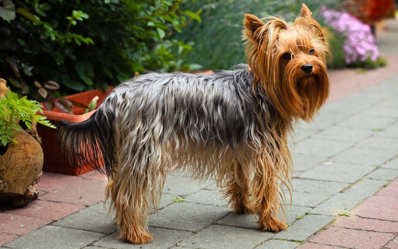 Yorkshire Terrier