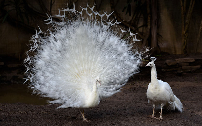 Albino Peafowl