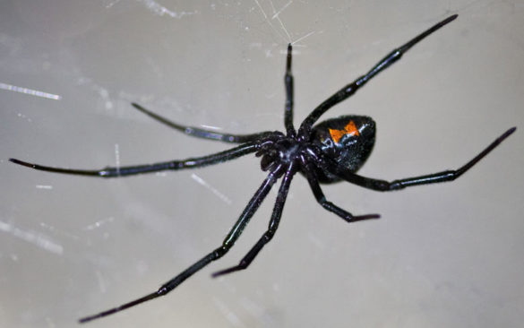 Top 10 Most Dangerous Spiders in the World Ultimate Topics