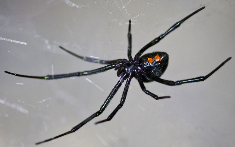 Black Widow Spider