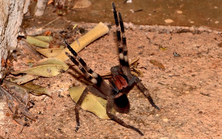 Brazilian Wandering Spider