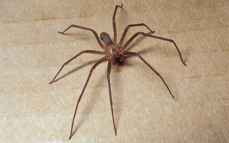 Brown Recluse Spider