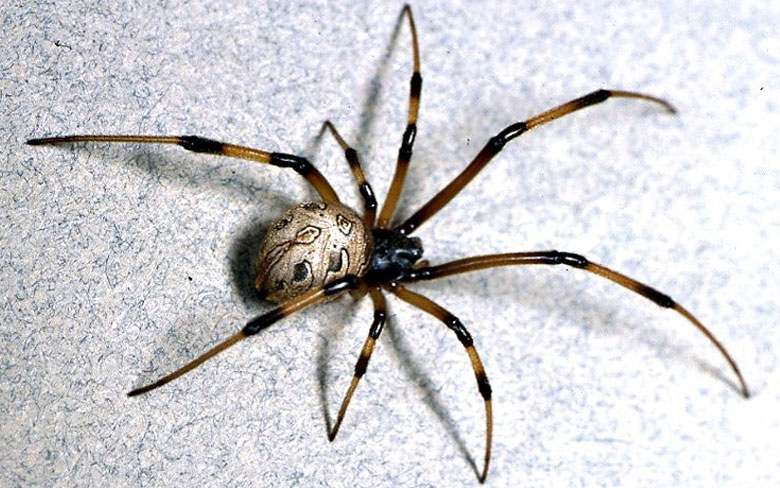 are widow spiders dangerous