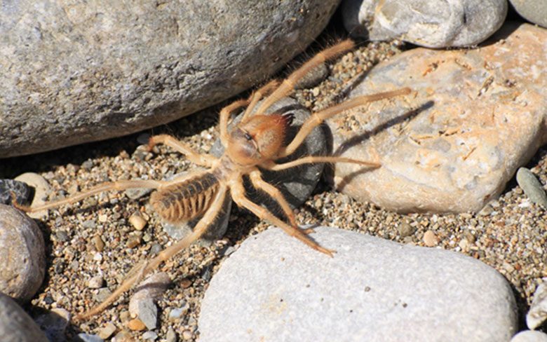 Camel Spider