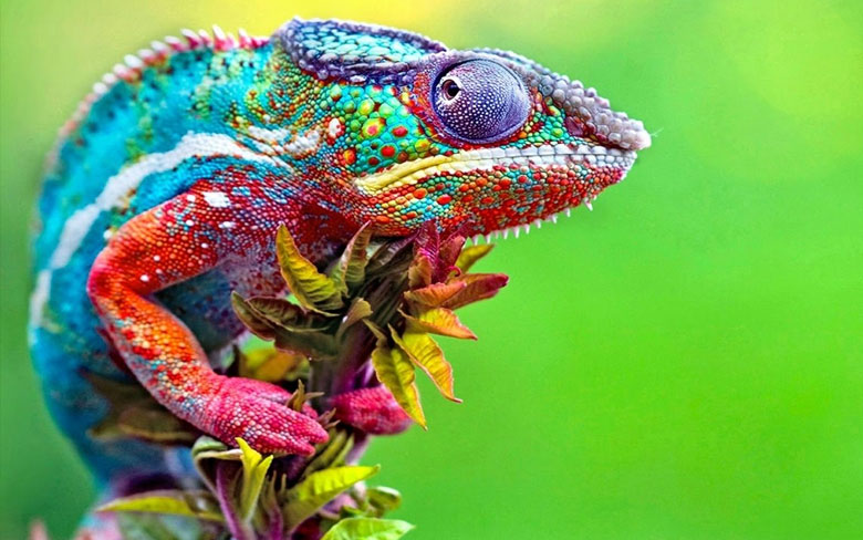 Chameleon