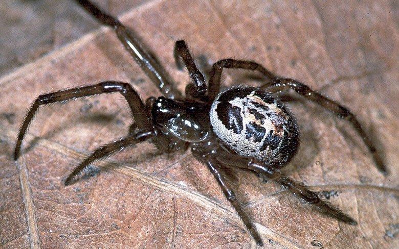 False Widow Spider