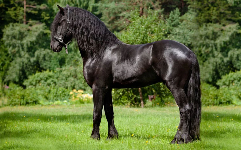 Friesian Horse