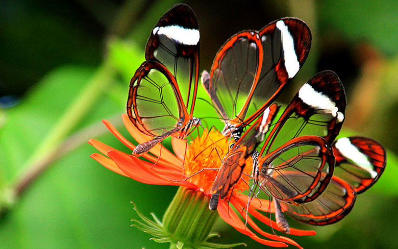 Glasswing Butterfly