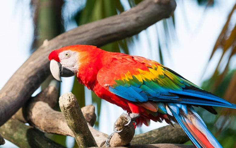 Macaws