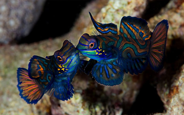 Mandarin Fish