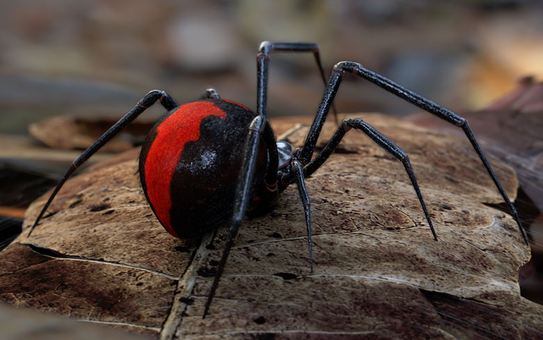 Redback Spider