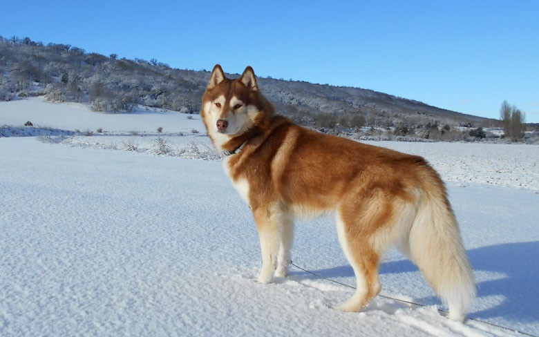 Siberian Husky