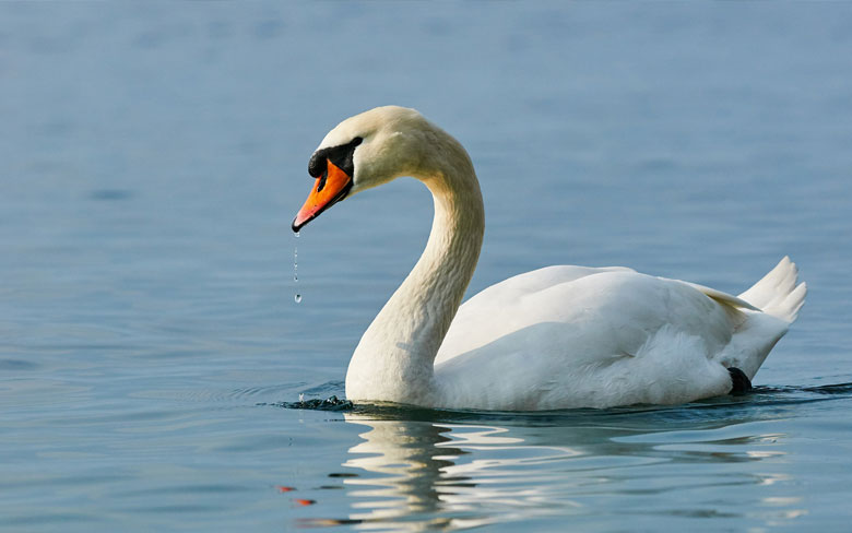 Swan