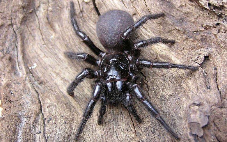 Sydney Funnel Web Spider