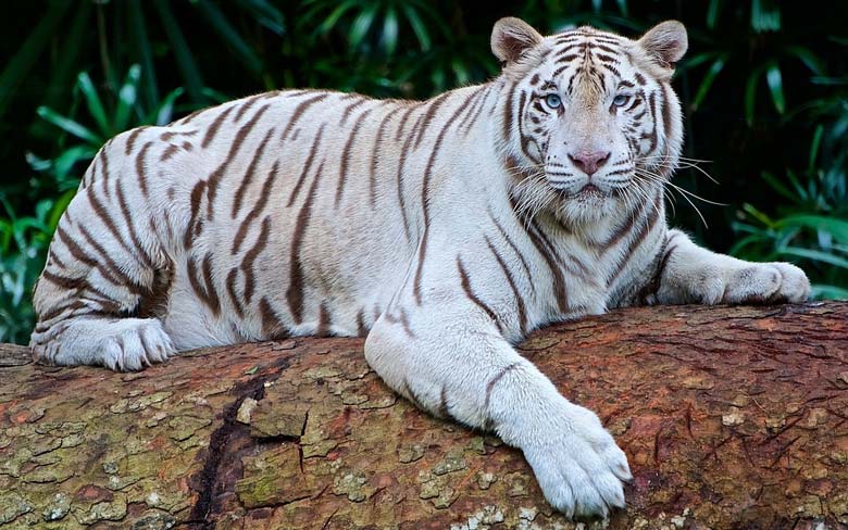 White Bengal Tiger