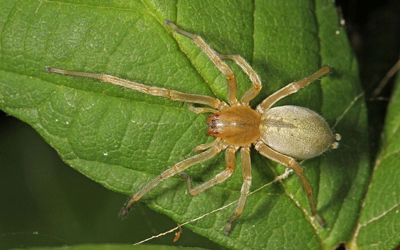 Yellow Sac Spiders