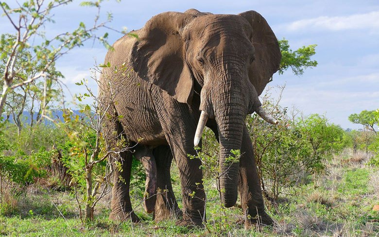 African Bush Elephant