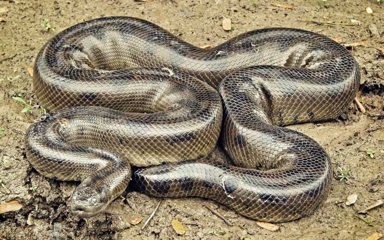 Bolivian Anaconda