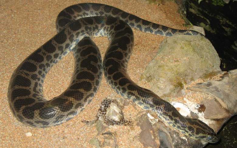Dark-spotted Anaconda