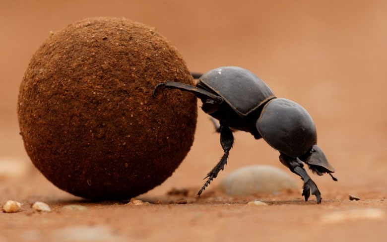 Dung Beetle