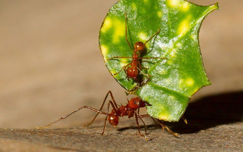 Leafcutter Ant