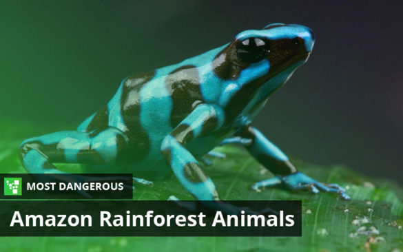 Most Dangerous Amazon Rainforest Animals