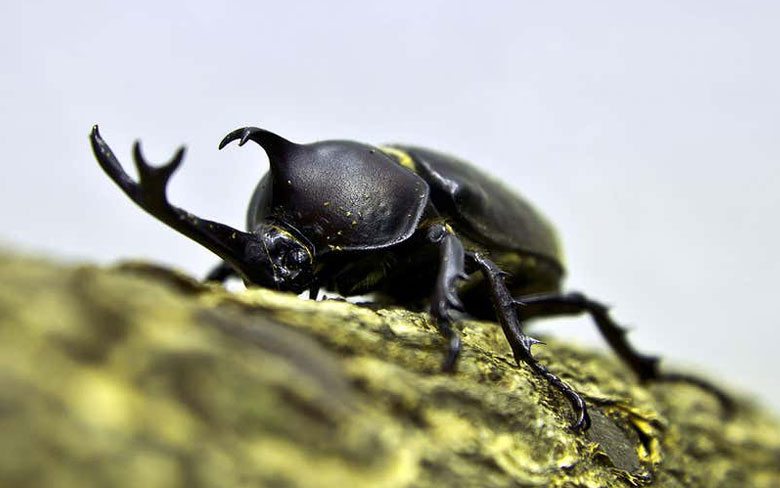 Rhinoceros Beetle