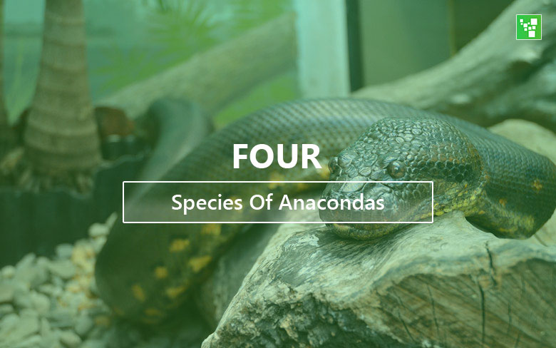 Species Of Anacondas Species Of Anacondas