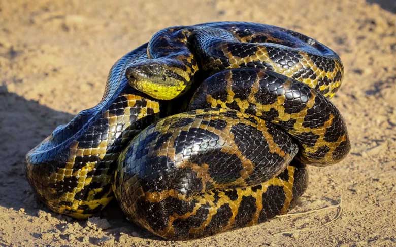 Yellow Anaconda